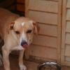 chico 1115